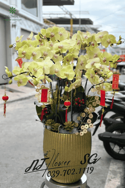 Chậu Lan Hồ Điệp Trang Trí Bàn Sang Trọng